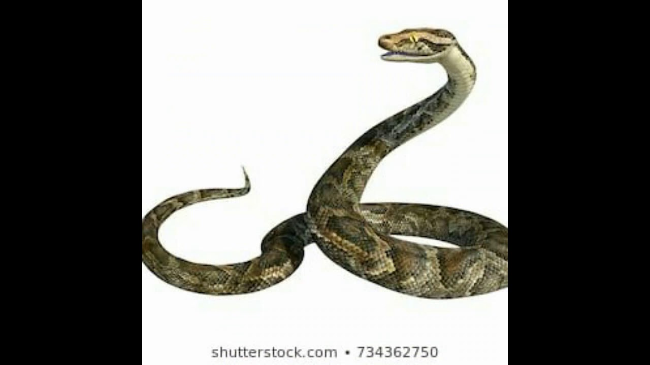 serpiente sonidos