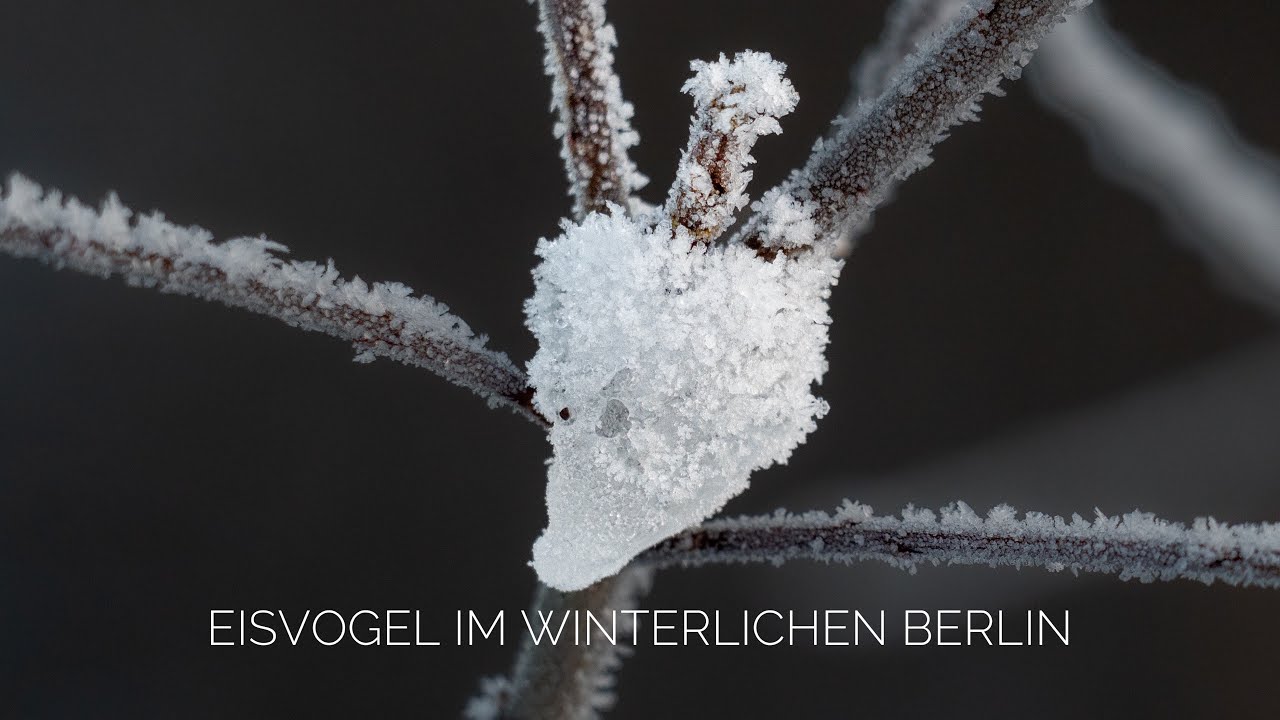 Eisvogel im winterlichen Berlin