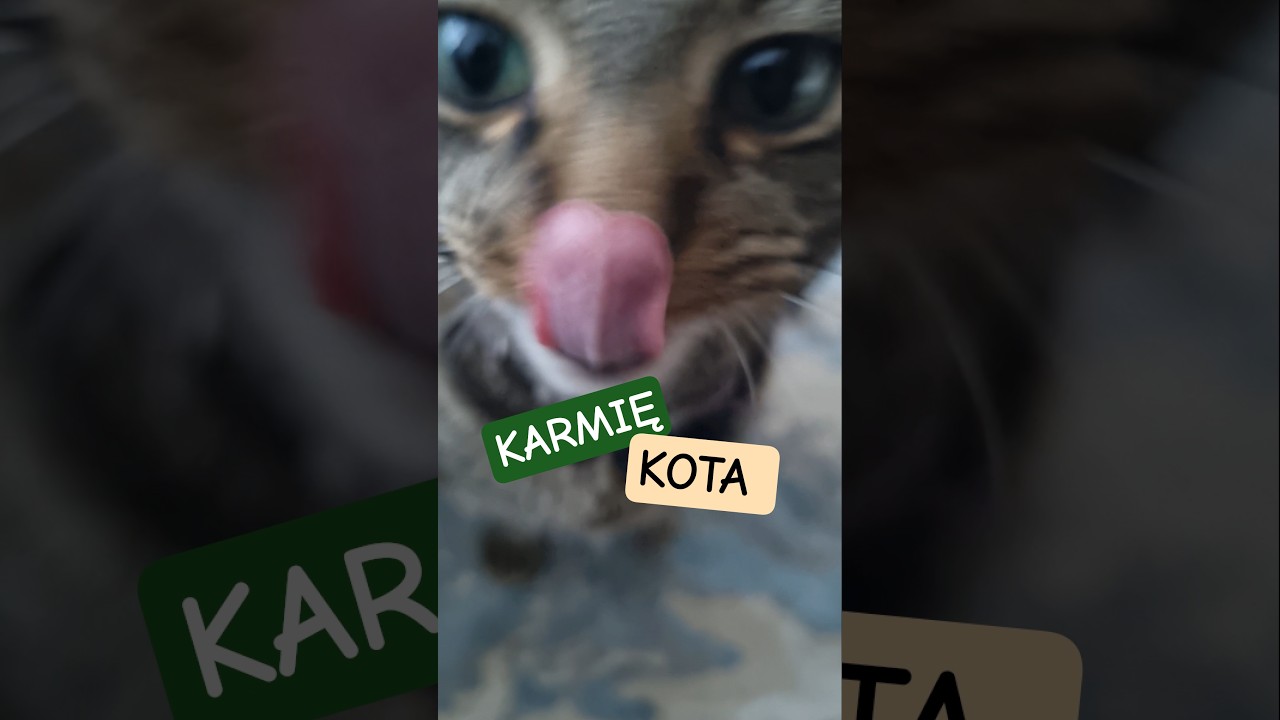 A CO U KOTA AJSIEGO? #cat #cats #kochamkoty #lovecats #lovercat
