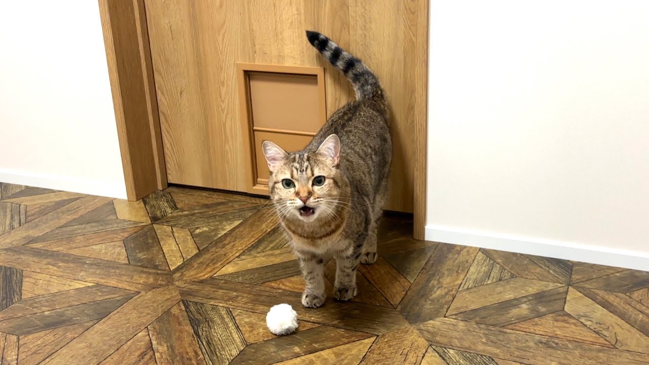 深夜に遊んで欲しい猫が家族全員を叩き起こしましたw