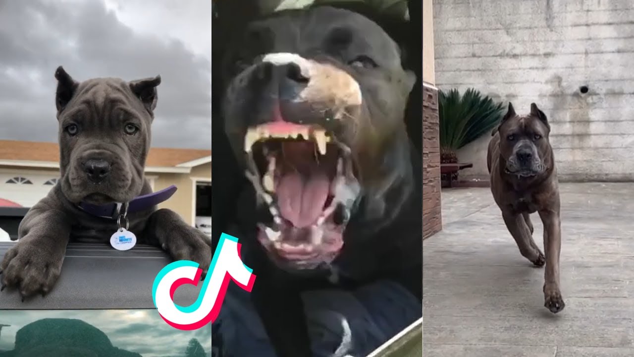 Cane Corsos are Badass and Cute - Tiktok Compilation! | 3