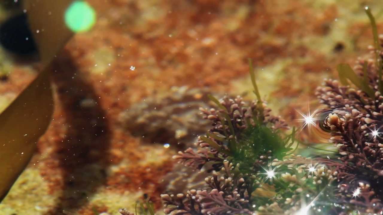 REEF