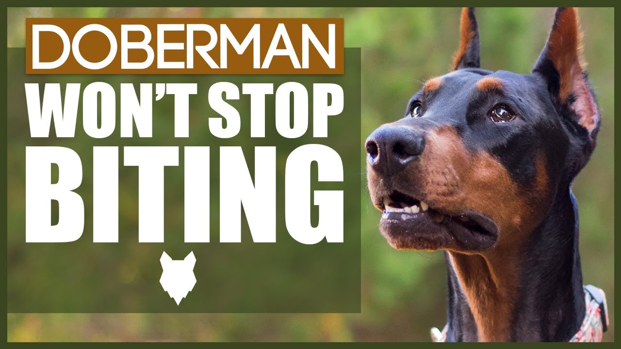 How To Stop Your DOBERMAN BITING