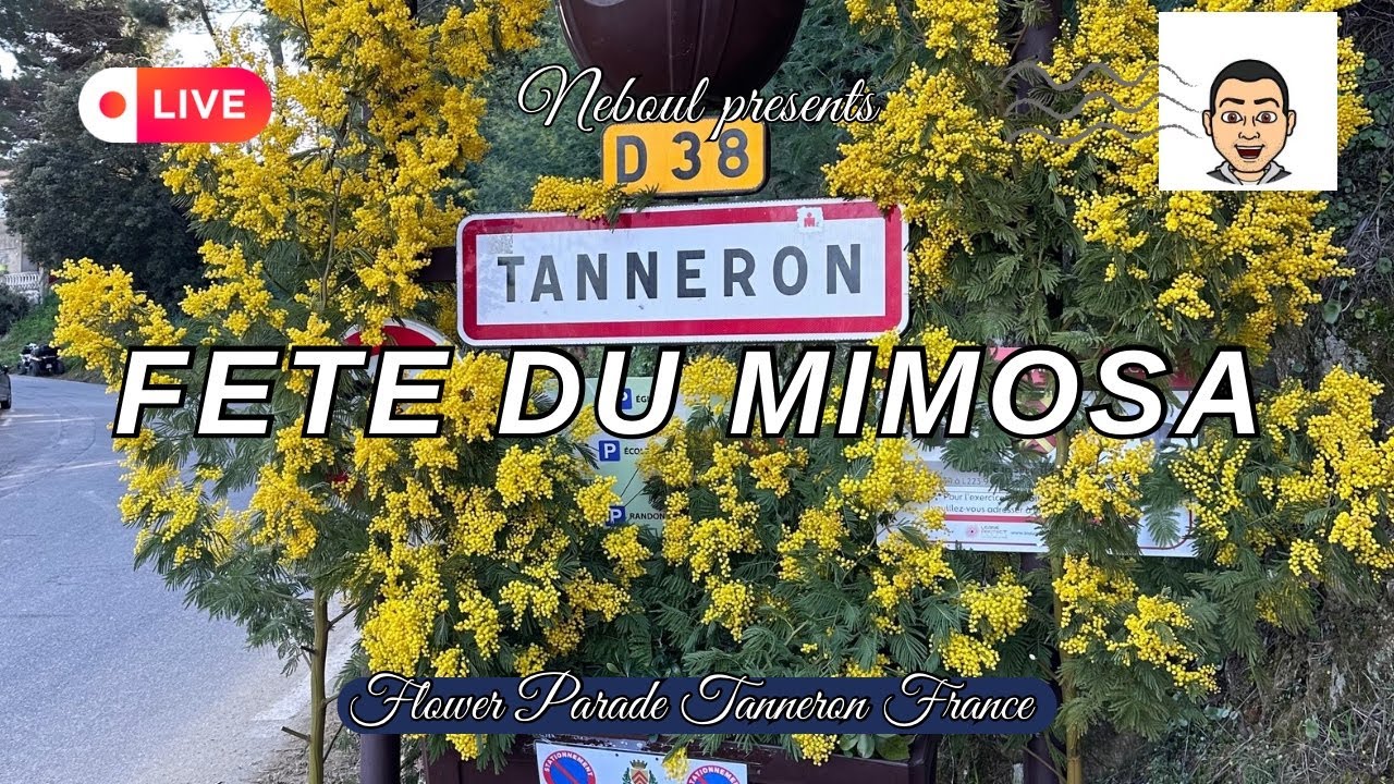 Fête du Mimosa 2026 Live 🌼 Corso Fleuri & Défilé de Chars | Mimosa Festival Flower Parade Tanneron