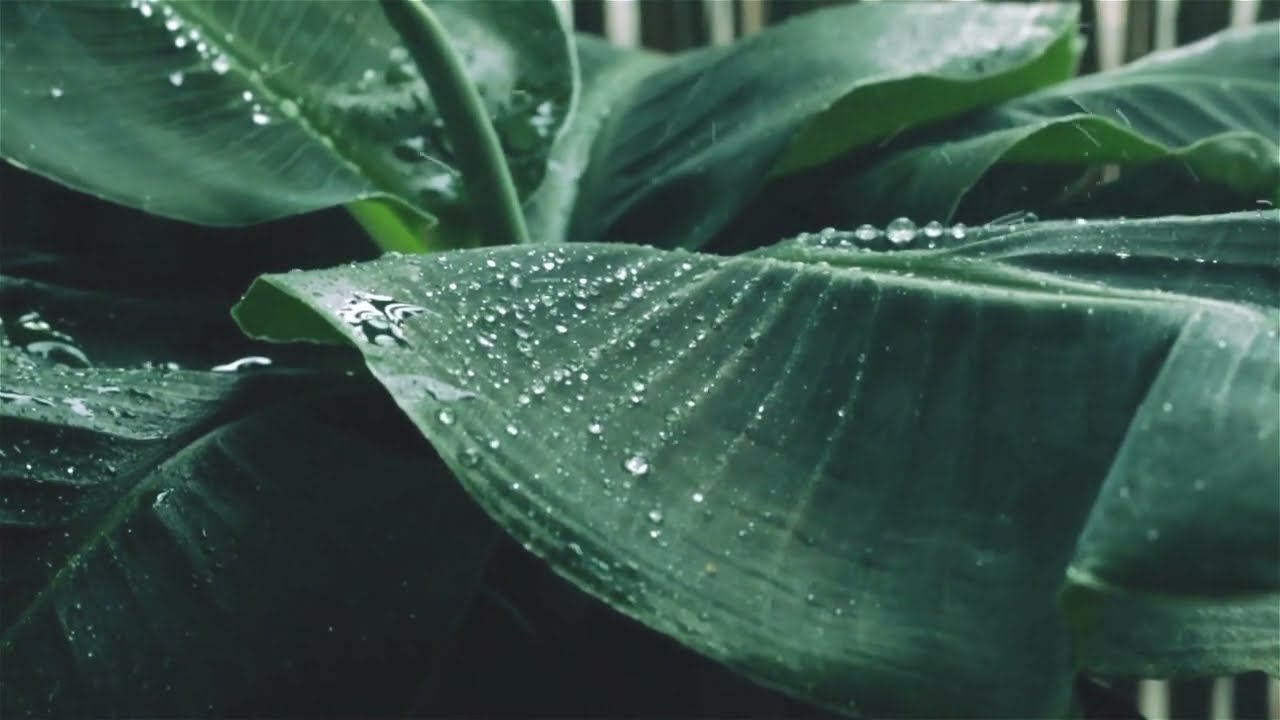 #Sleep #goodsleepmusic #goodnight #rain                                                  Good Night.
