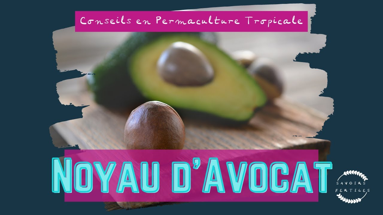 Quoi faire avec des noyaux d'avocat?