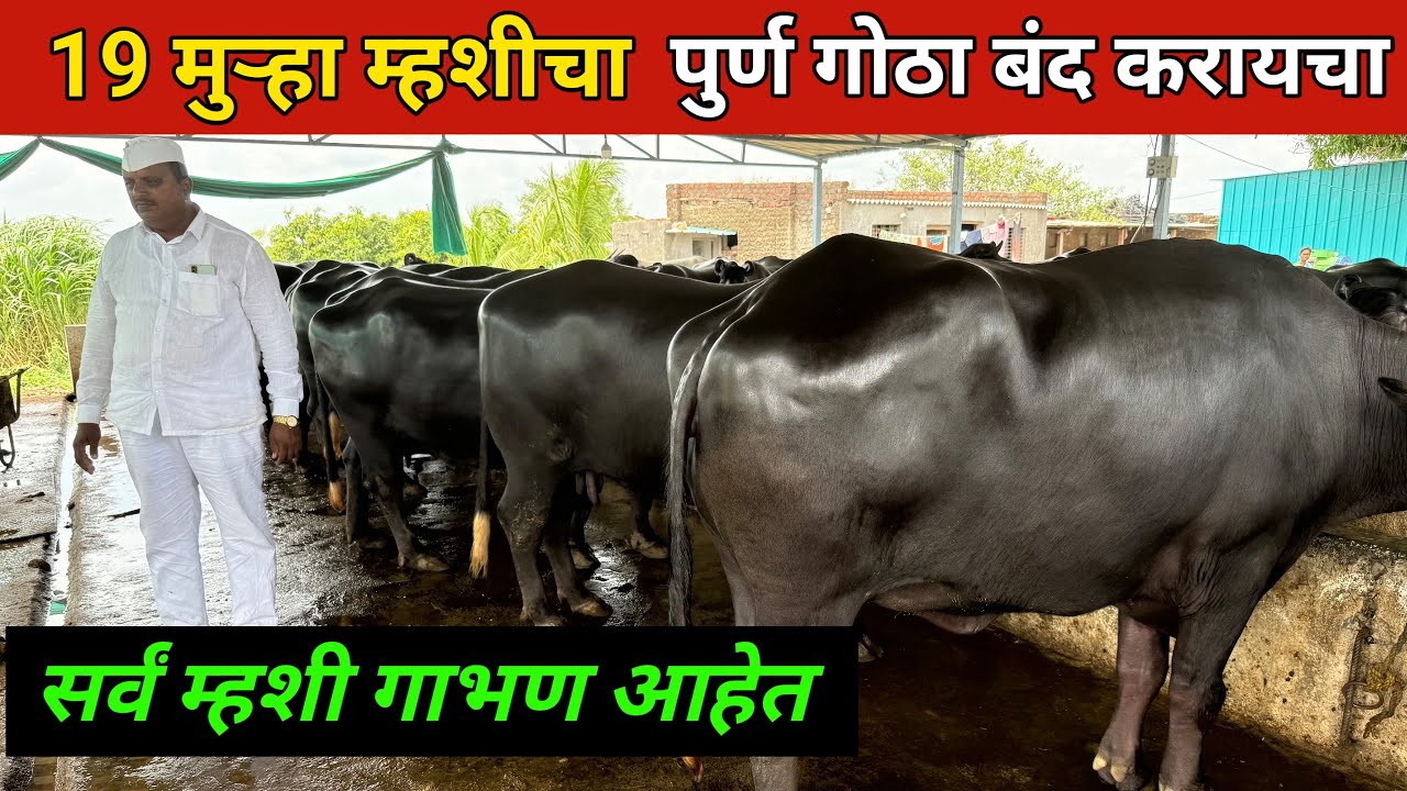 19 मुऱ्हा म्हशीचा गोठा पुर्ण बंद करायचा आहे | सर्व म्हशी गाभण आहेत | Murrah Buffalo