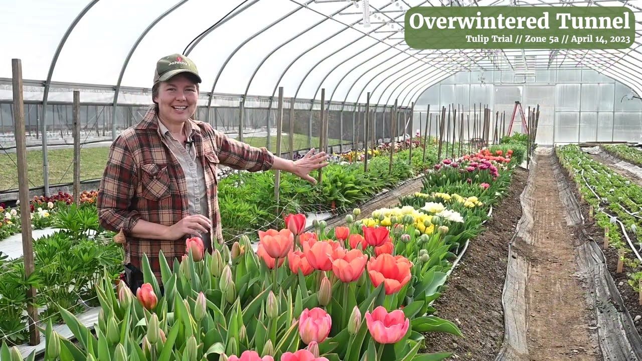 Overwintered Tulips in the Unheated Tunnel