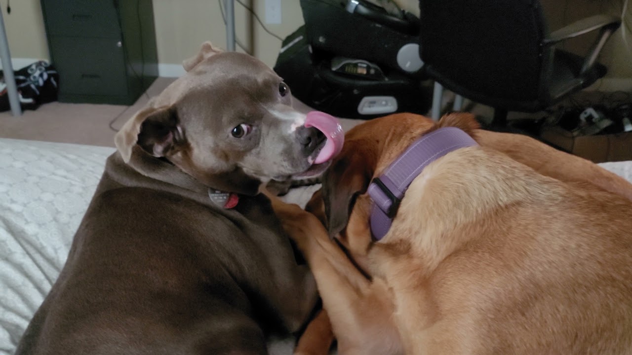 Zeus being extra nice to Rosie during her ear infection 🥰