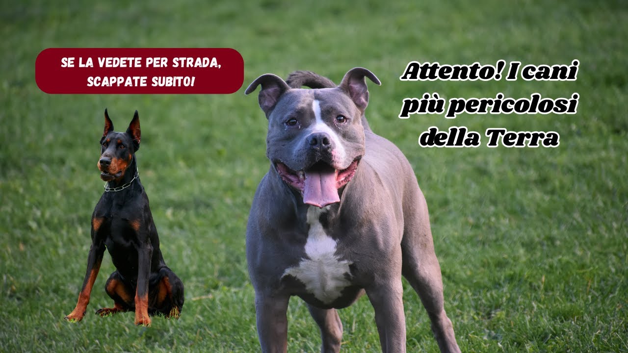 I 10 Cani Più Pericolosi del Mondo: Il Numero 1 Ti Lascerà Senza Fiato! ⚠️🐶🔥