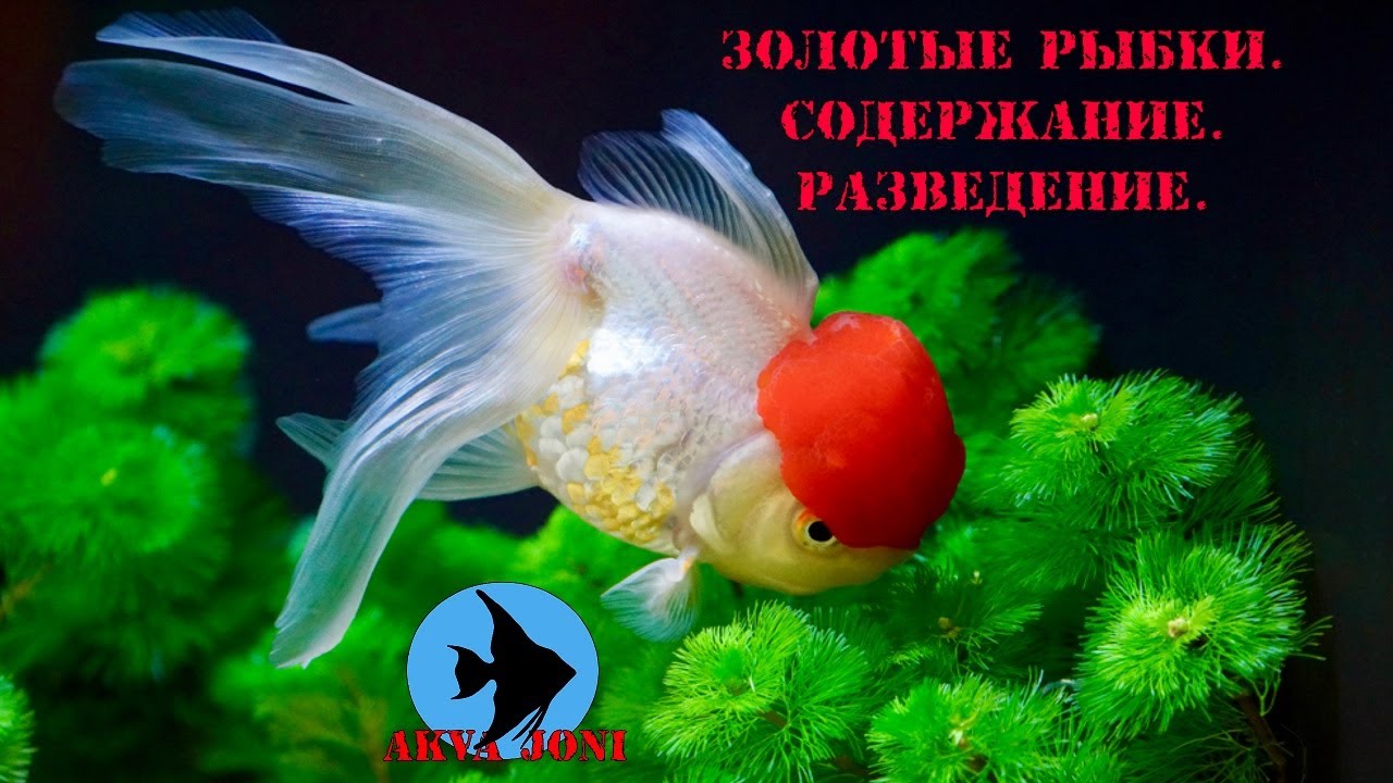 Золотые рыбки. Содержание.  Разведение.