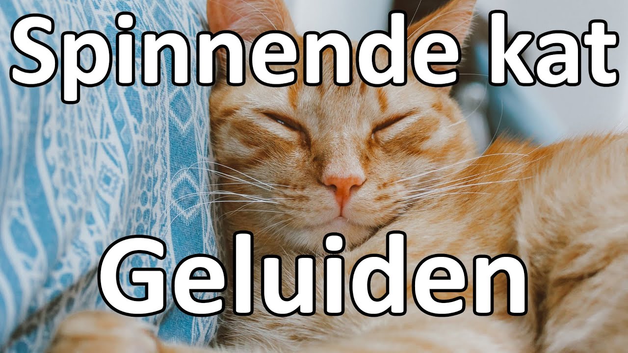 Spinnende kat | ASMR Katten geluiden | Kat die aan het spinnen is [Zwart scherm]