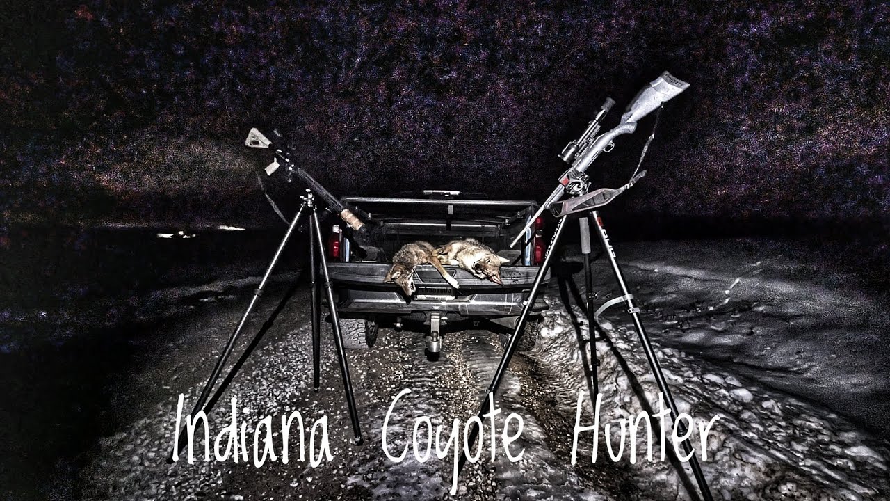 Indiana Thermal Coyote Hunting 