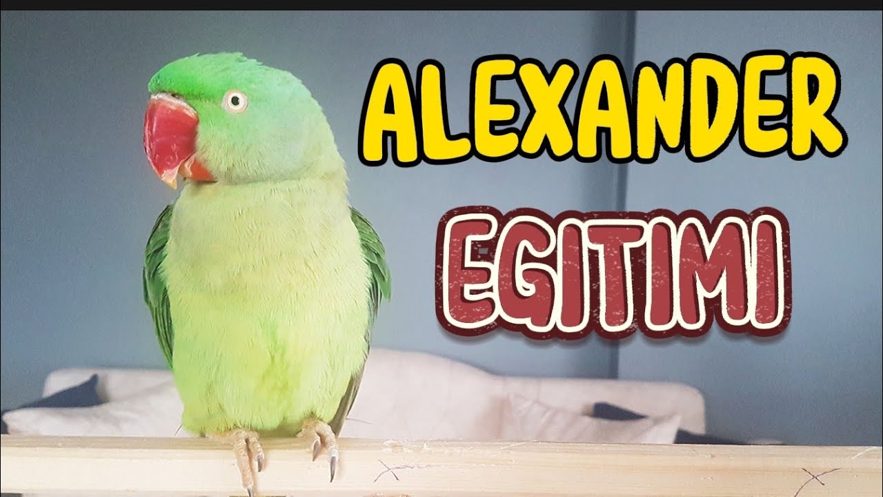 Alexander parrot training | Alexander Papağanı eğitimi | Yabani Papağan ele nasıl alışır?