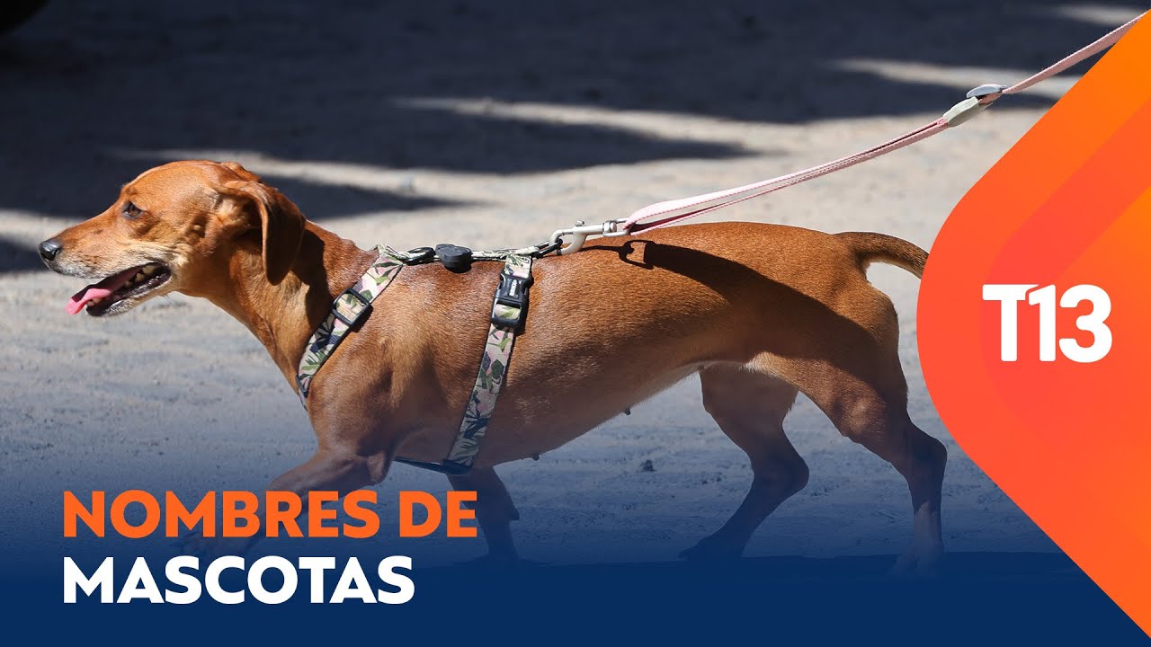 Luna: El más común entre perros y gatos