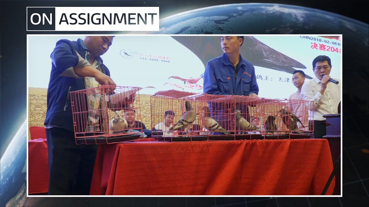 China's million-dollar pigeon racing business | ITV News