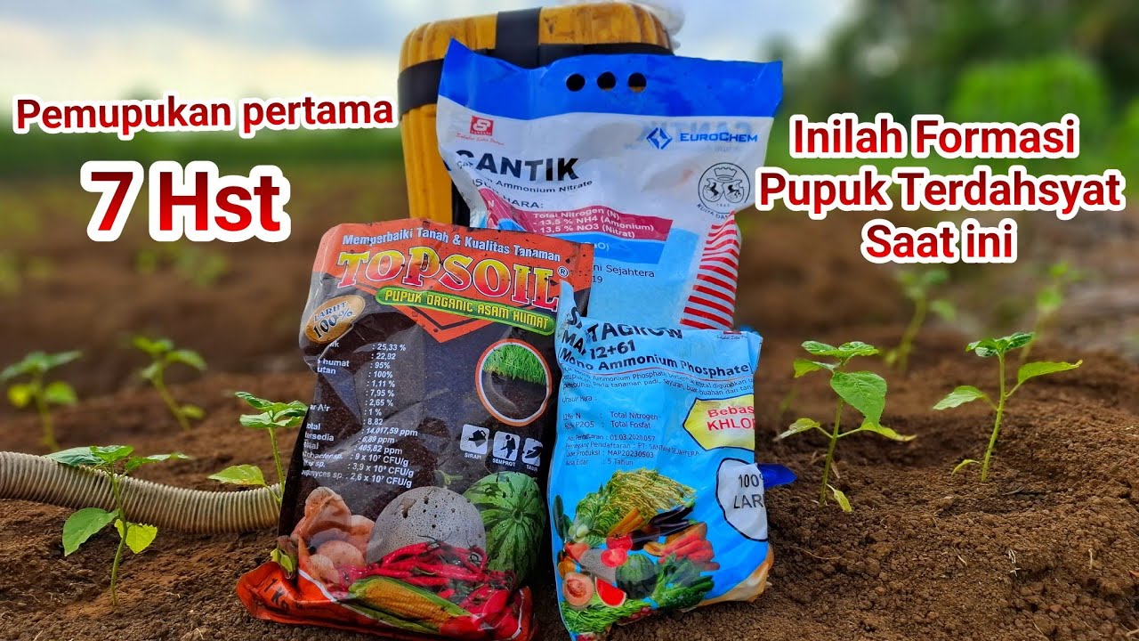 PEMUPUKAN PERTAMA 7 HST.. INILAH PUPUK TER DAHSYAT SAAT INI...!!!