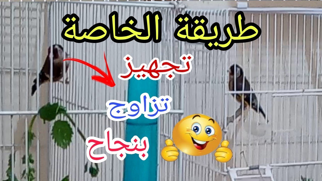 طريقتي المفضلة لاختيار ازواج الحسون/ تزاوج ناجح 👍🐣🐣