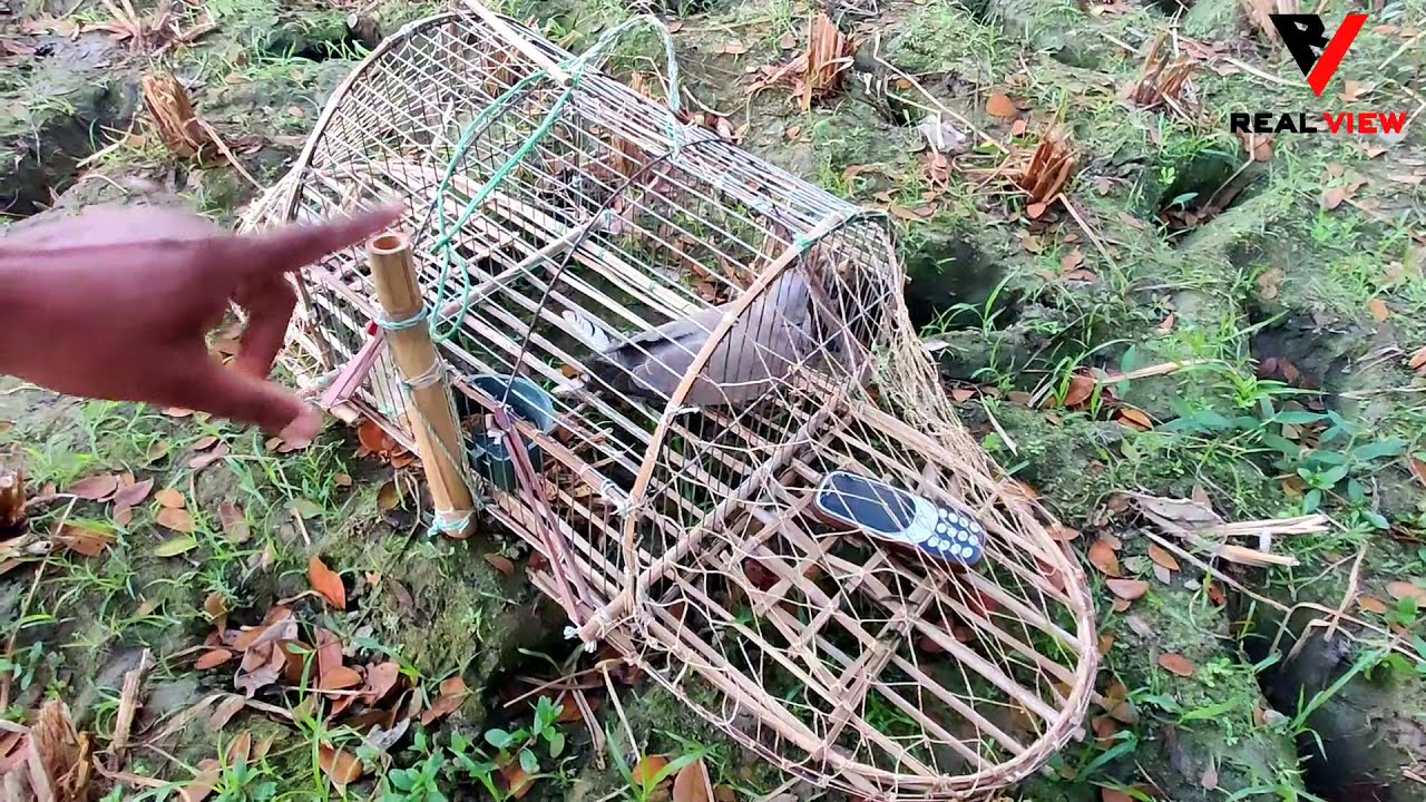 ঘুঘু পাখির ফাঁদ খাচা। Traditional Dove Trap.
