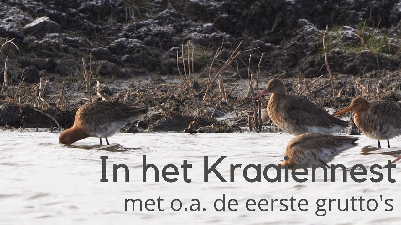 In het Kraaiennest met o.a. de grutto's #1463