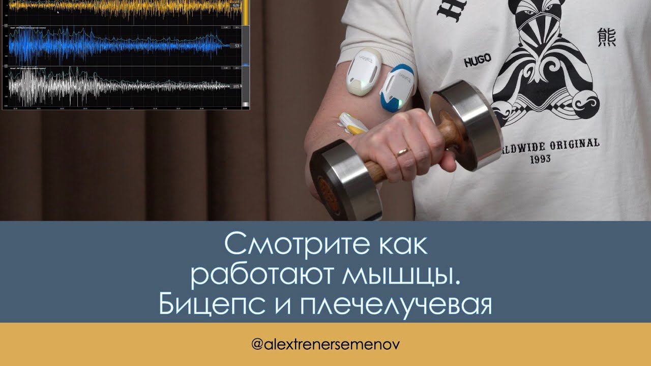 Бицепс и плечелучевая. Функциональная анатомия. Миограф