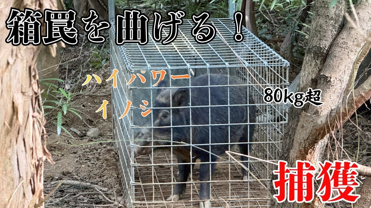 猟期直前！箱罠を簡単に曲げてしまう大型イノシシを捕獲しました。