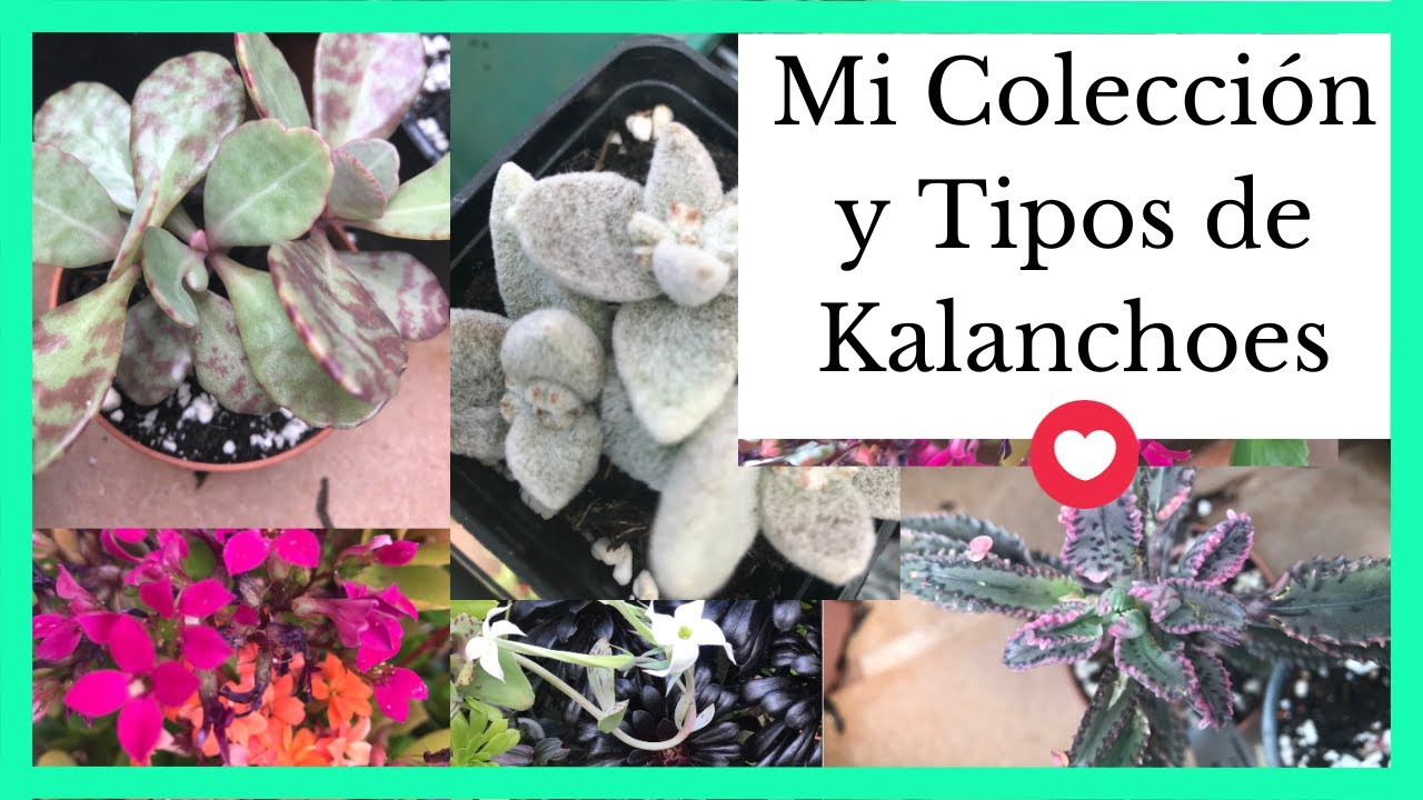 ❤️ Mi Colección y Tipos de Kalanchoes: Actualizado en 2023 ❤️