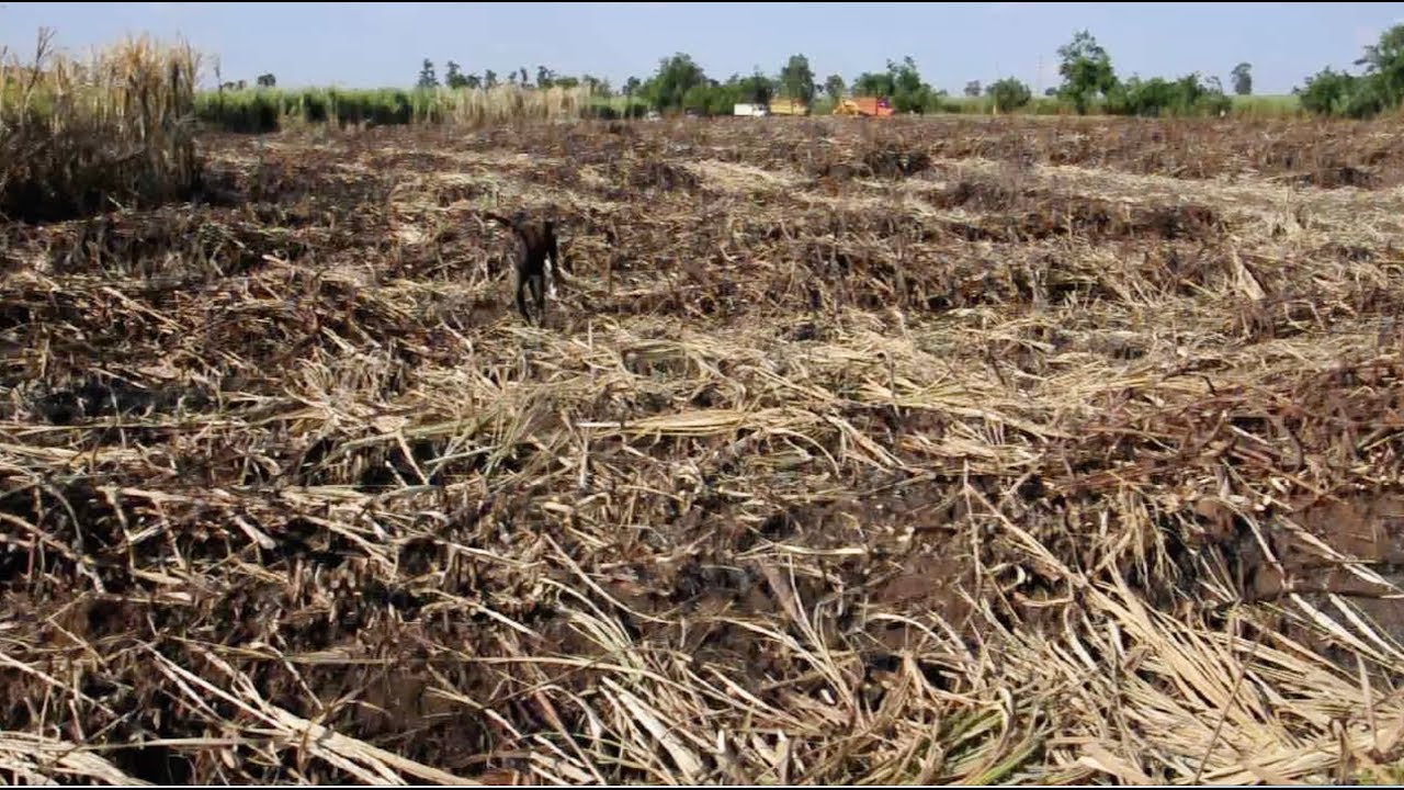 Over 600 acres of Kakira sugar cane plantation burnt to ashes, factory loses over Shs 3bn