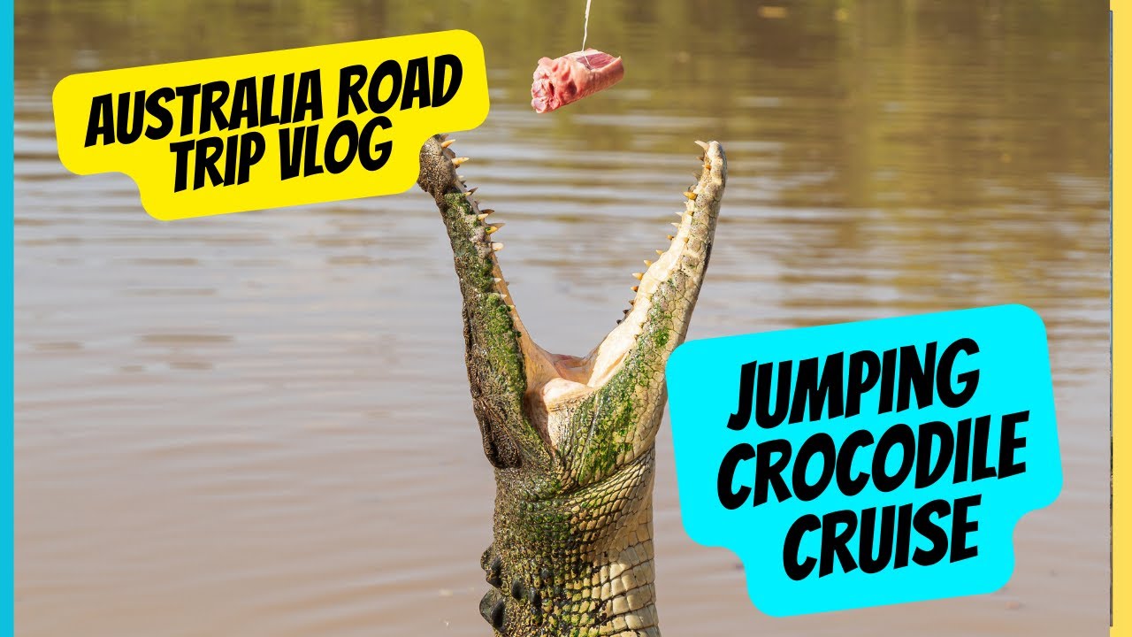 Crocodile Jumps Out of the Water. Cruise and Arriving in Darwin. Room Tour.