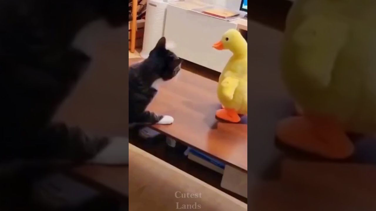 Gatinho contra pato #Shorts