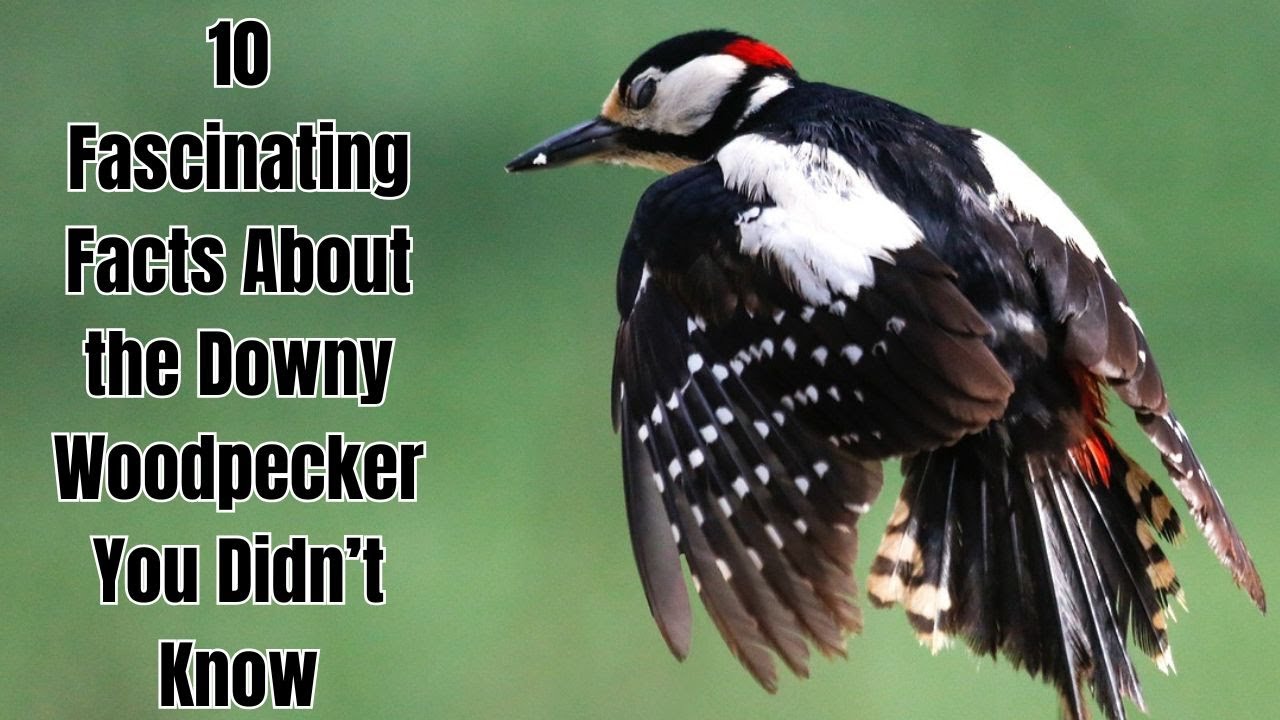 10 Fascinating Facts About the Downy Woodpecker You Didn&rsquo;t Know