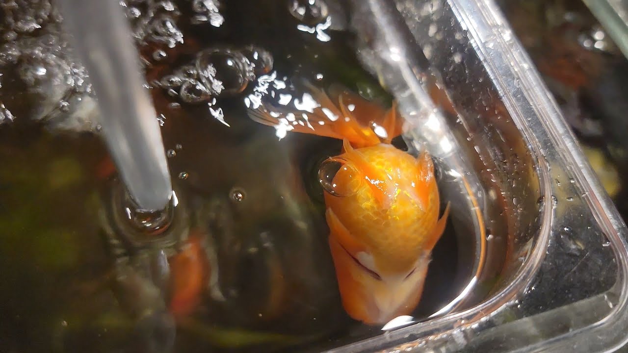 GOLDFISH panza para arriba | Te comparto lo que hice | Ayuno para los goldfish 