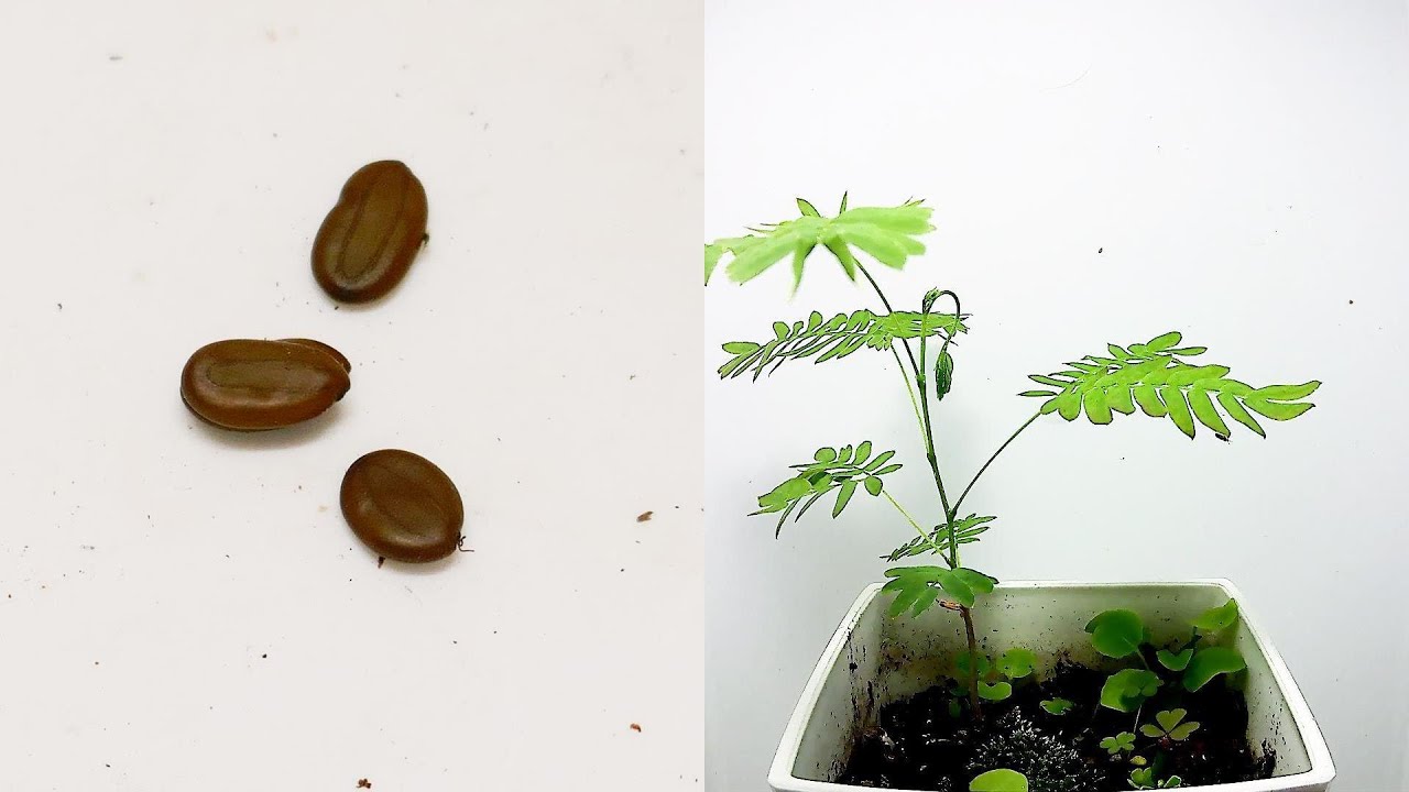 【合歓木】ネムノキの成長 / Growing Albizia julibrissin Time Lapse