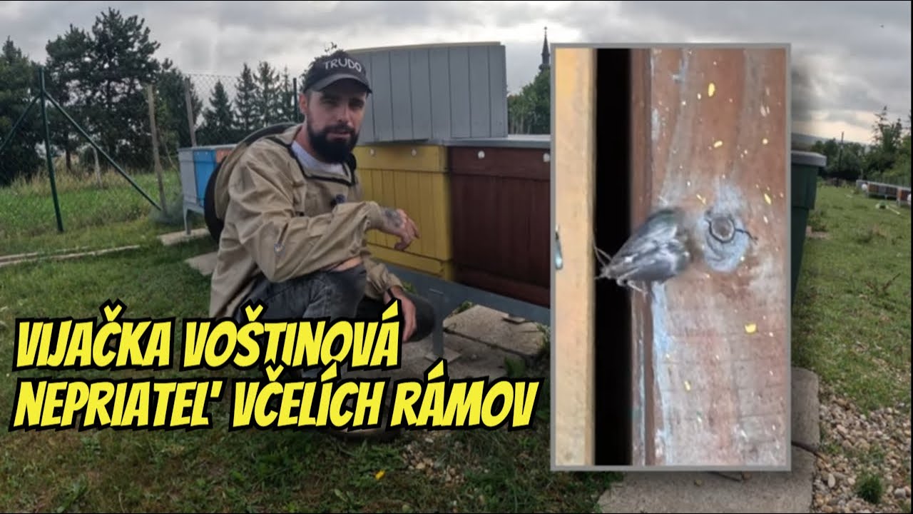 Toto dokáže včelám zničiť všetko na čom usilovne pracovali