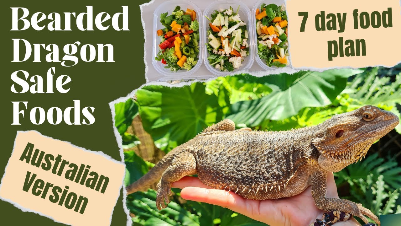 Bearded dragon diet &ndash; Australian version - 7 day food plan