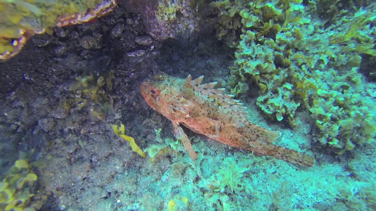 Buceo en la isla de La Palma 2016