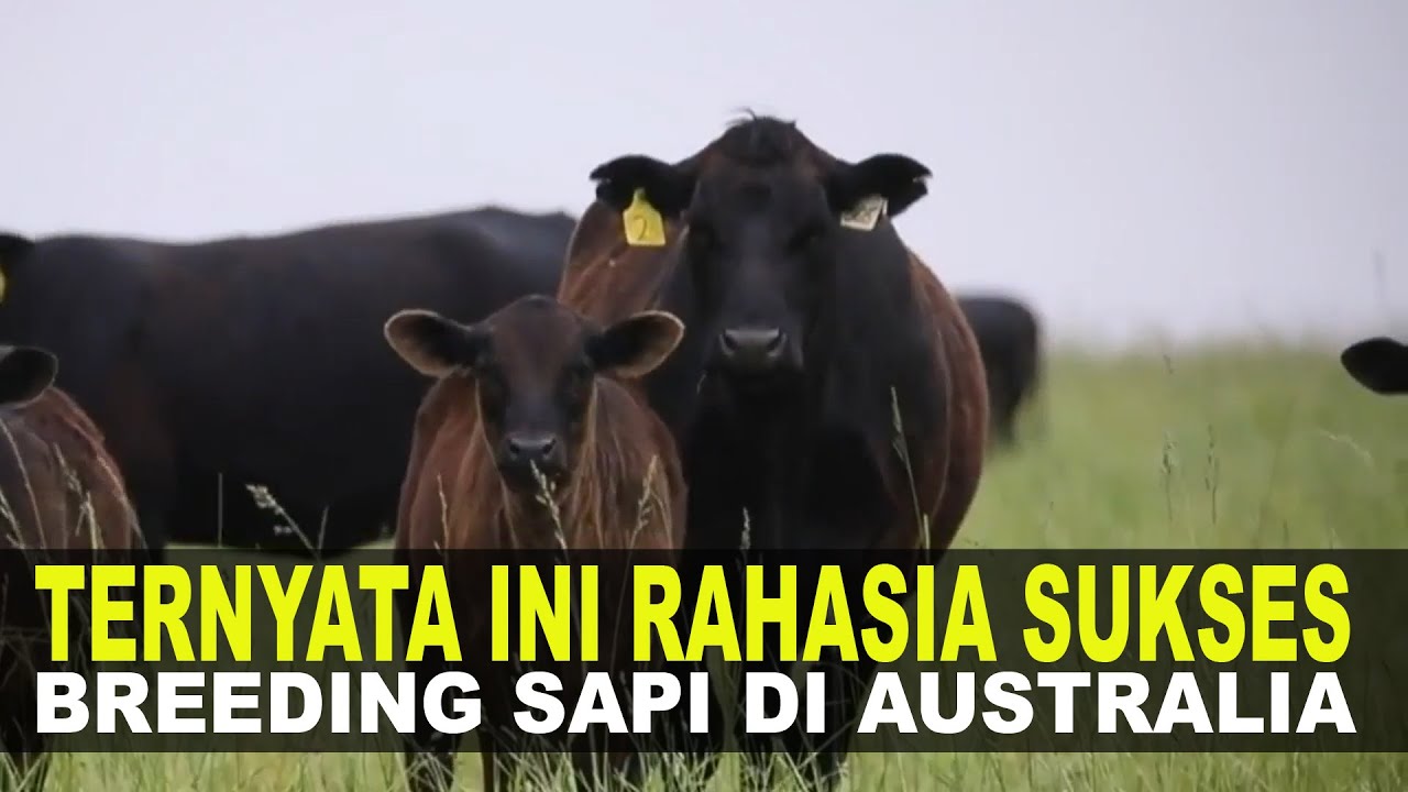 Ternak Sapi System Breeding Di Australia Ternyata seperti Ini | Ternak Sapi Modern di Luar Negeri