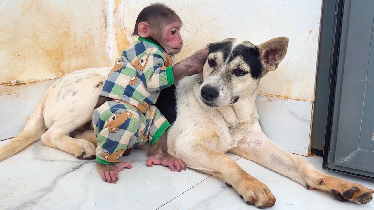 A Beautiful Bond! CUBIS and Lucky’s Friendship Melts Hearts