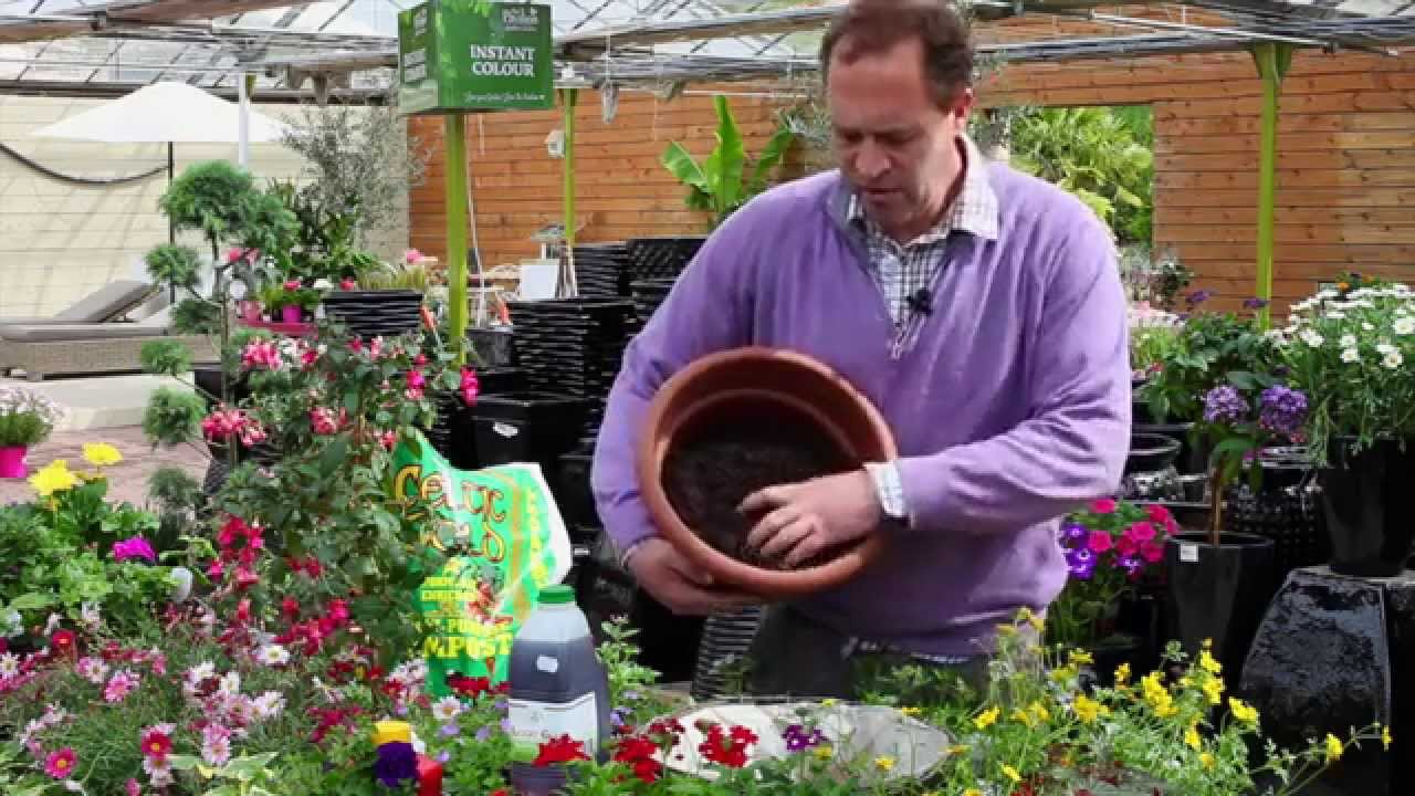 How to plant a hanging basket for Summer Colour - The Pavilion Garden Centre Cork