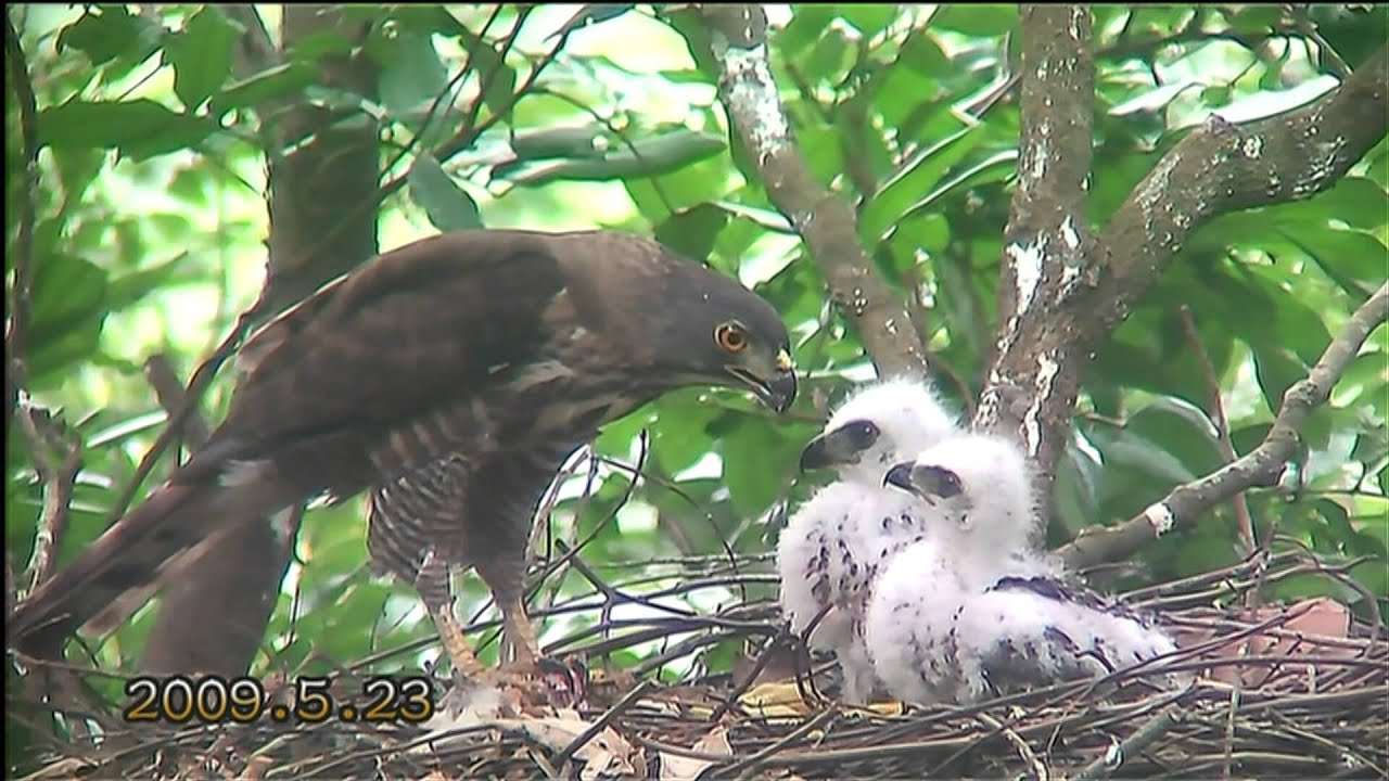 野鳥園地 鳳頭蒼鷹 餵食大餐 C rested Goshawk Feeding