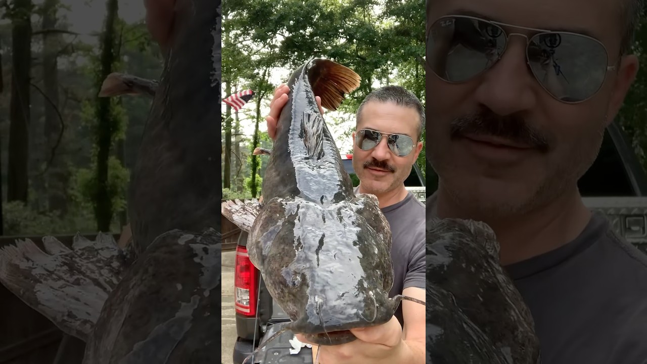 Let&rsquo;s clean a flathead catfish 🎣 #fishing #catchcleanandcook