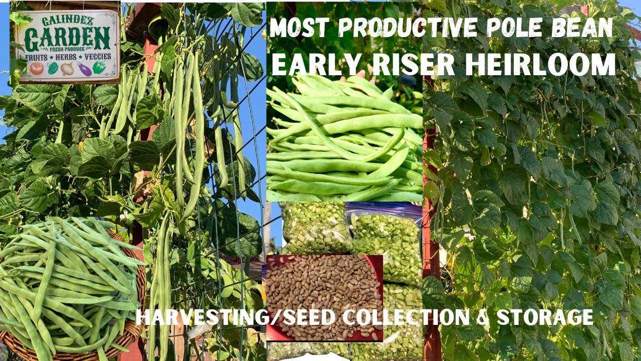 Filipino Bay Area Gardeners:Most Productive & Pest-free Pole Beans. Seed Collection & Storing