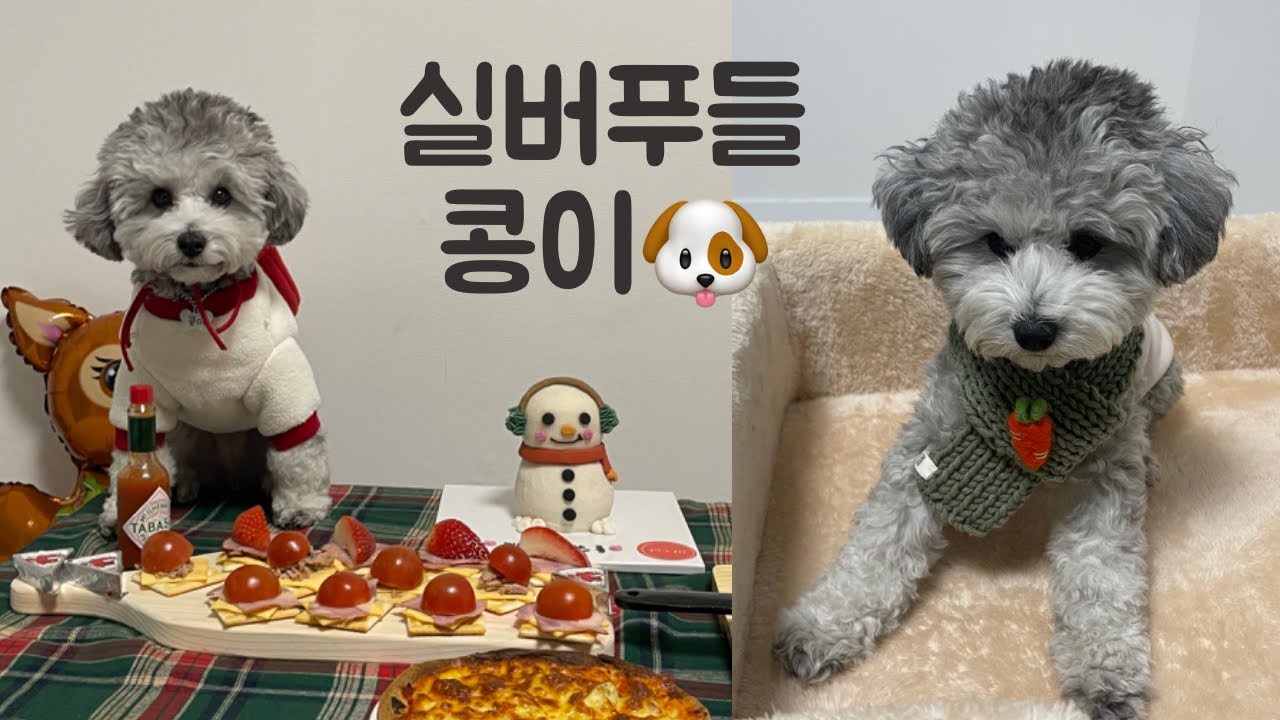 실버푸들 콩이의 성장일기🐶