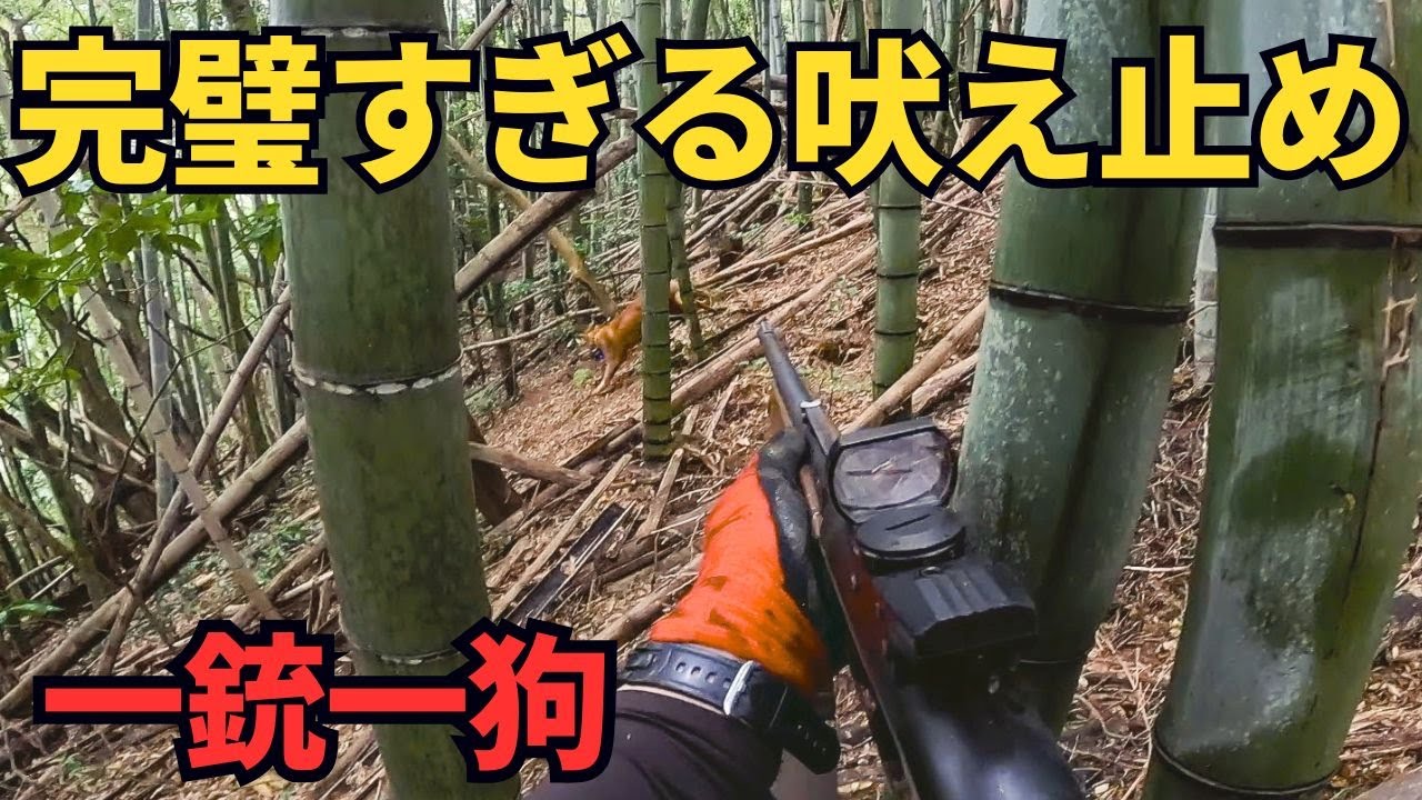 【超難関】猟犬ブッチャーの見事な吠え止め芸でイノシシ捕獲！【単独狩猟/一銃一狗】