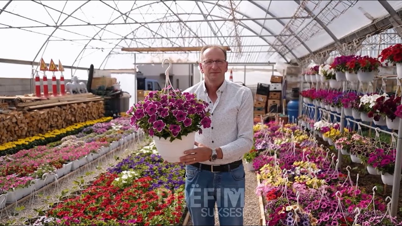 Çifti nga Mushtishti solli përvojën nga Zvicra – sot prodhojnë mbi 100 mijë lule në vit në Mushtisht