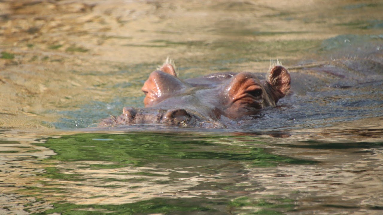 Hroch / Hippos : ZOO Praha