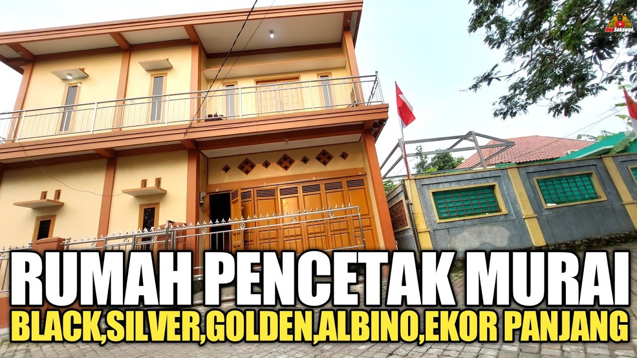 PETERNAK MURAI BATU TERBESAR DI DUNIA ! KANDANGNYA 3 LANTAI !