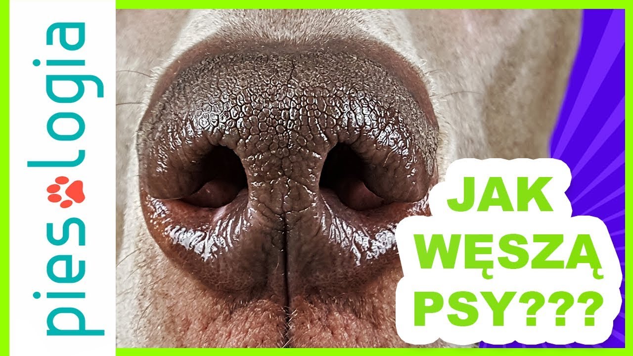Jak węszą psy?
