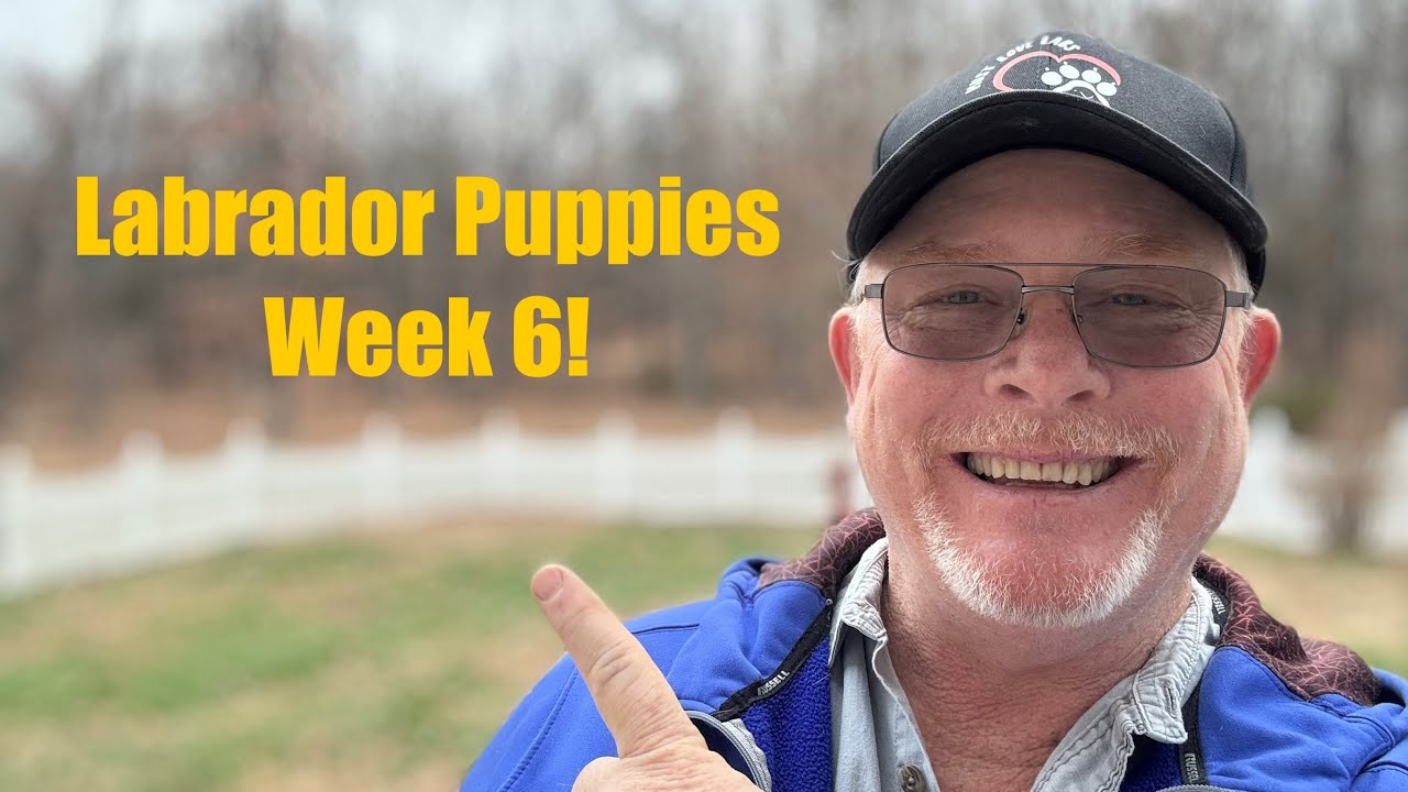 Yellow and Black Labrador Retriever Puppies Week 6!