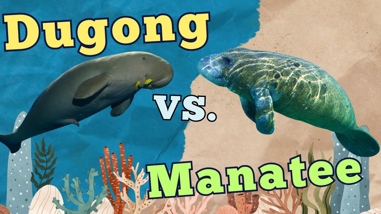 Dugong vs. Manatee: What&rsquo;s the Difference?
